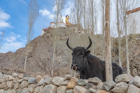 Large bull probably a Yak and cow hybrid animal called Dzo (male) on a farm in the mountains of Ladakh, in the Himalayas, India