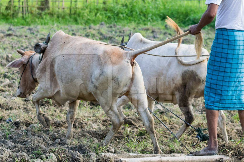 Two working bullocks in harness pulling plough through field with farmer