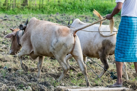 Two working bullocks in harness pulling plough through field with farmer