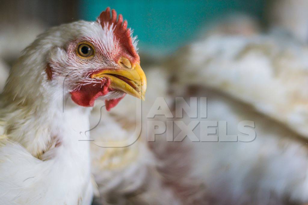 Broiler chickens packed into a cage at a chicken shop