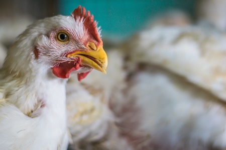 Broiler chickens packed into a cage at a chicken shop