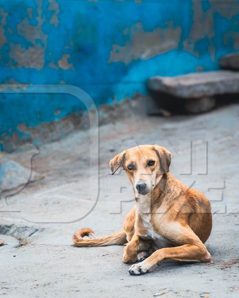 Indian street dog or Indian stray pariah dog with blue background, Jodhpur, Rajasthan, India, 2022