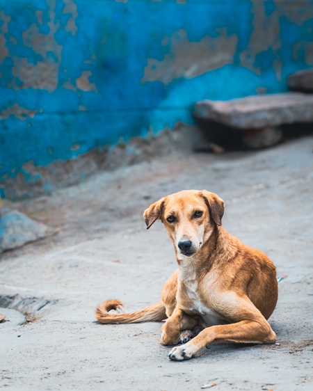 Indian street dog or Indian stray pariah dog with blue background, Jodhpur, Rajasthan, India, 2022