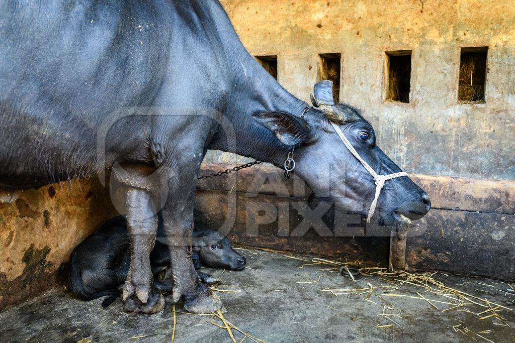 Mother Indian buffalo tied up with calf in a concrete shed on an urban dairy farm or tabela, Aarey milk colony, Mumbai, India, 2023