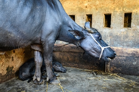 Mother Indian buffalo tied up with calf in a concrete shed on an urban dairy farm or tabela, Aarey milk colony, Mumbai, India, 2023