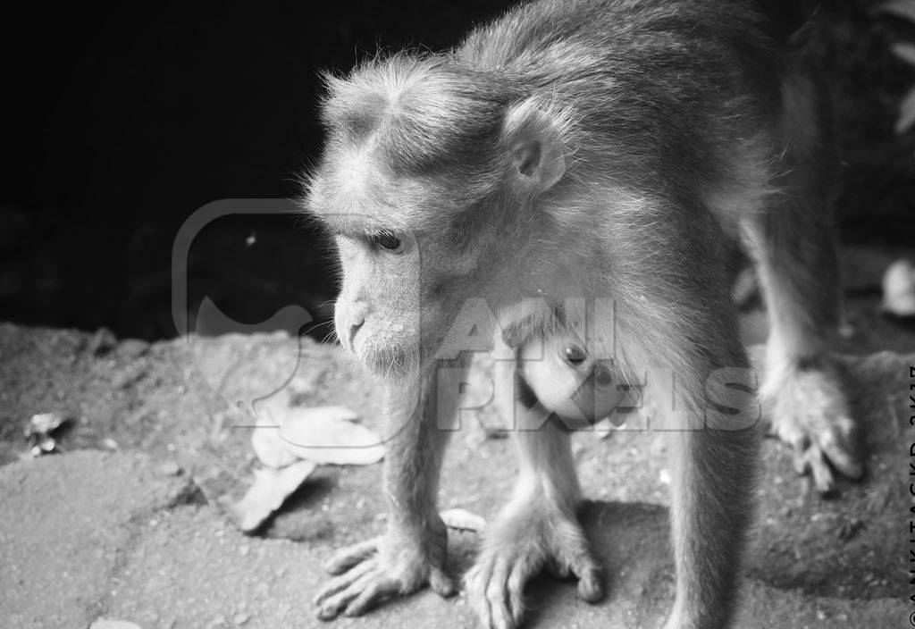 Macaque monkey with baby in black and white