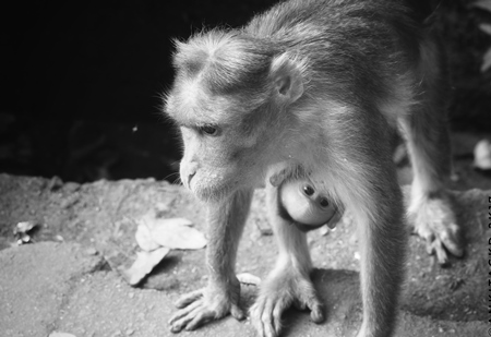 Macaque monkey with baby in black and white