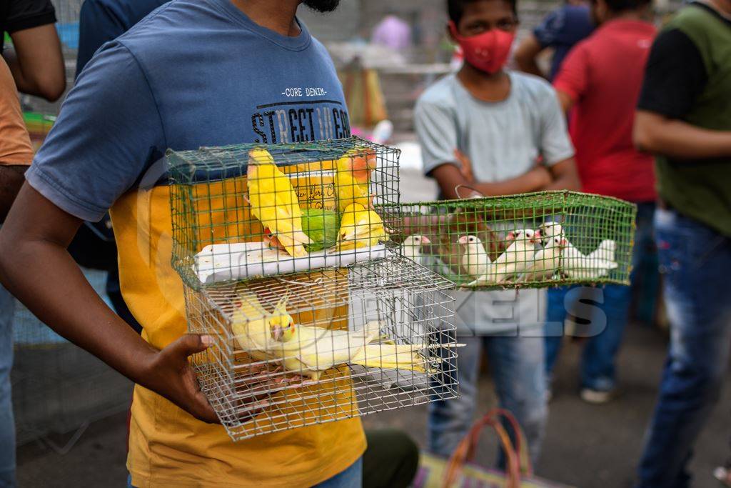 Caged budgerigar birds and lovebirds on sale in the pet trade by bird sellers at Galiff Street pet market, Kolkata, India, 2022