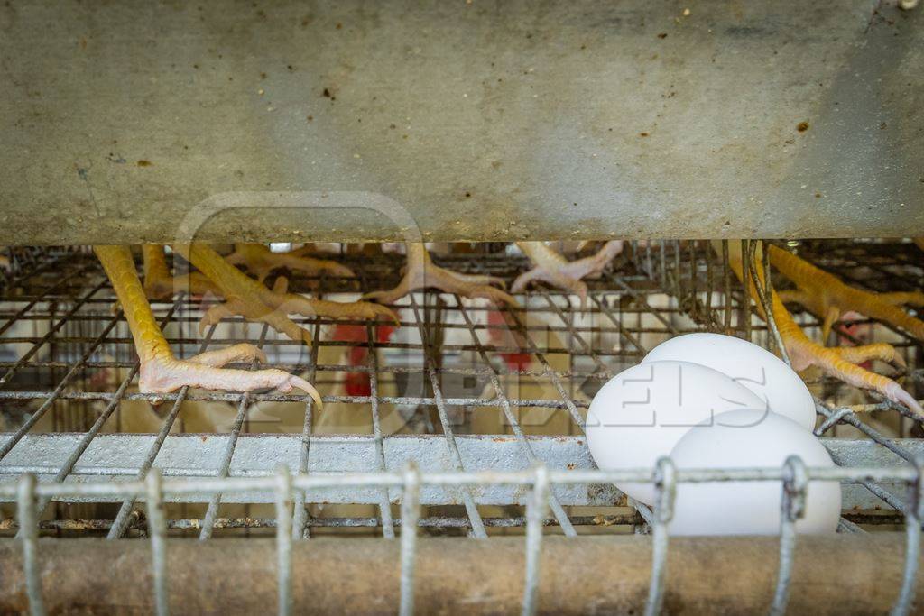 Close up of the feet of layer hens or chickens standing on wire in battery cages on a poultry layer farm or egg farm in rural Maharashtra, India, 2021