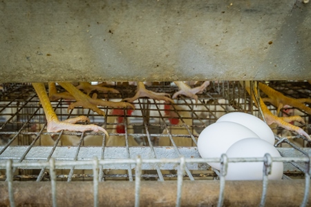 Close up of the feet of layer hens or chickens standing on wire in battery cages on a poultry layer farm or egg farm in rural Maharashtra, India, 2021