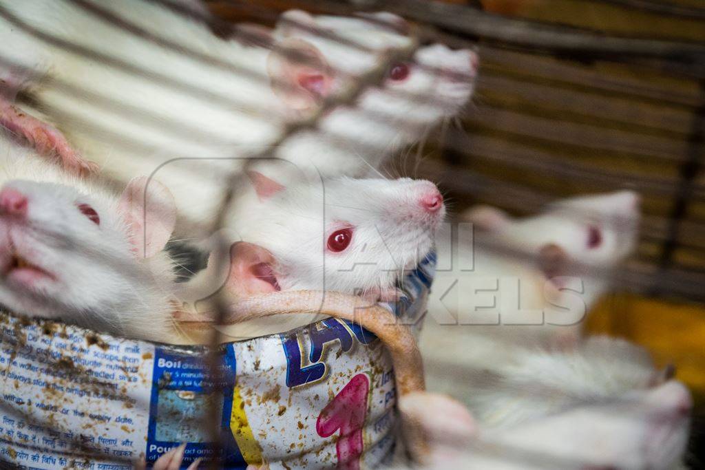 Small white mice in a cage on sale for eating at an exotic market