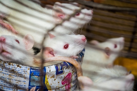 Small white mice in a cage on sale for eating at an exotic market