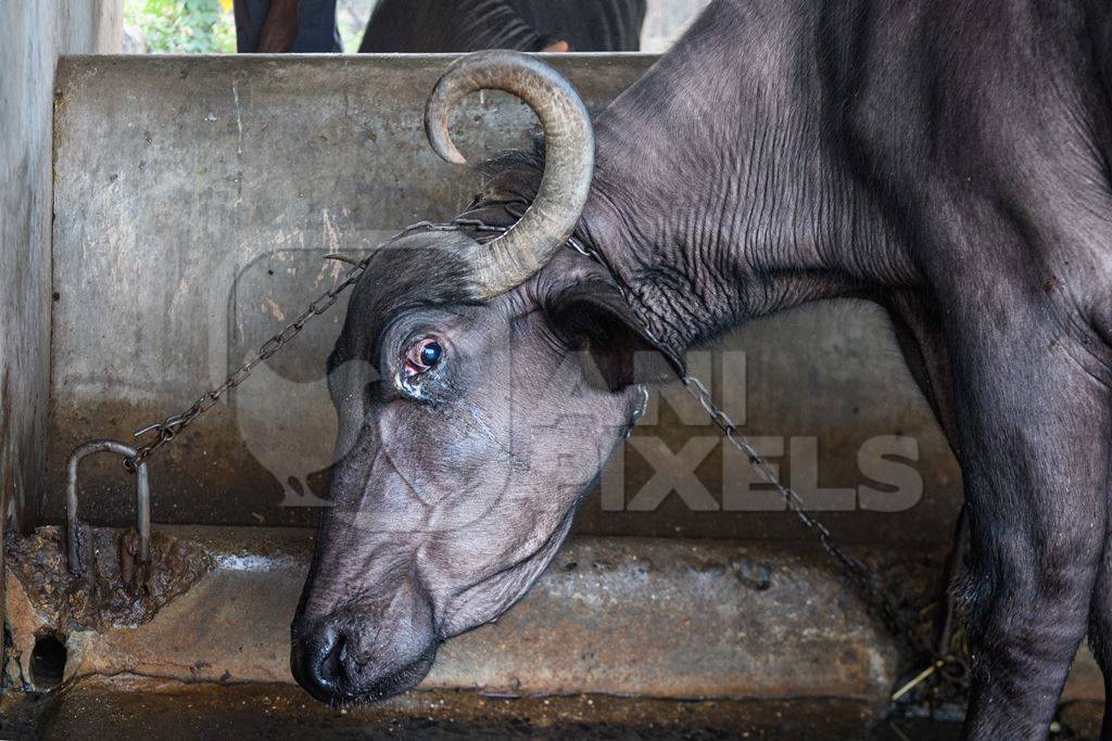 Farmed Indian buffaloes on an urban dairy farm or tabela, Aarey milk colony, Mumbai, India, 2023