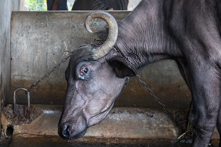 Farmed Indian buffaloes on an urban dairy farm or tabela, Aarey milk colony, Mumbai, India, 2023