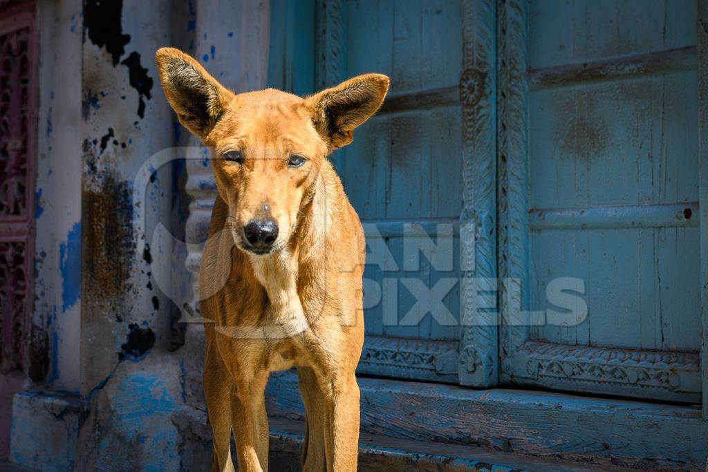 Indian street dog or stray pariah dog in the sun with blue door background, Jodhpur, India, 2022