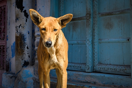 Indian street dog or stray pariah dog in the sun with blue door background, Jodhpur, India, 2022