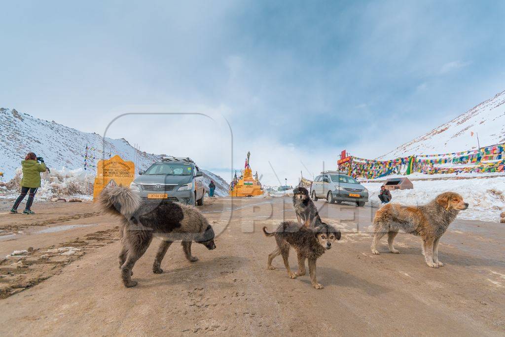 Stray Indian street dogs in the Himalayan mountains in Ladakh, India