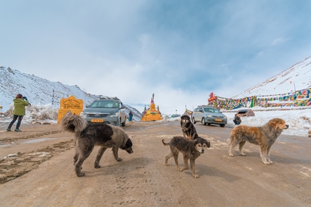 Stray Indian street dogs in the Himalayan mountains in Ladakh, India