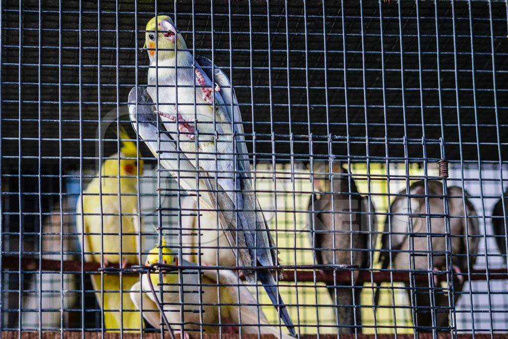 Yellow and grey cockatiel birds in cage on sale at Crawford pet market