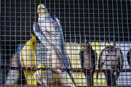 Yellow and grey cockatiel birds in cage on sale at Crawford pet market