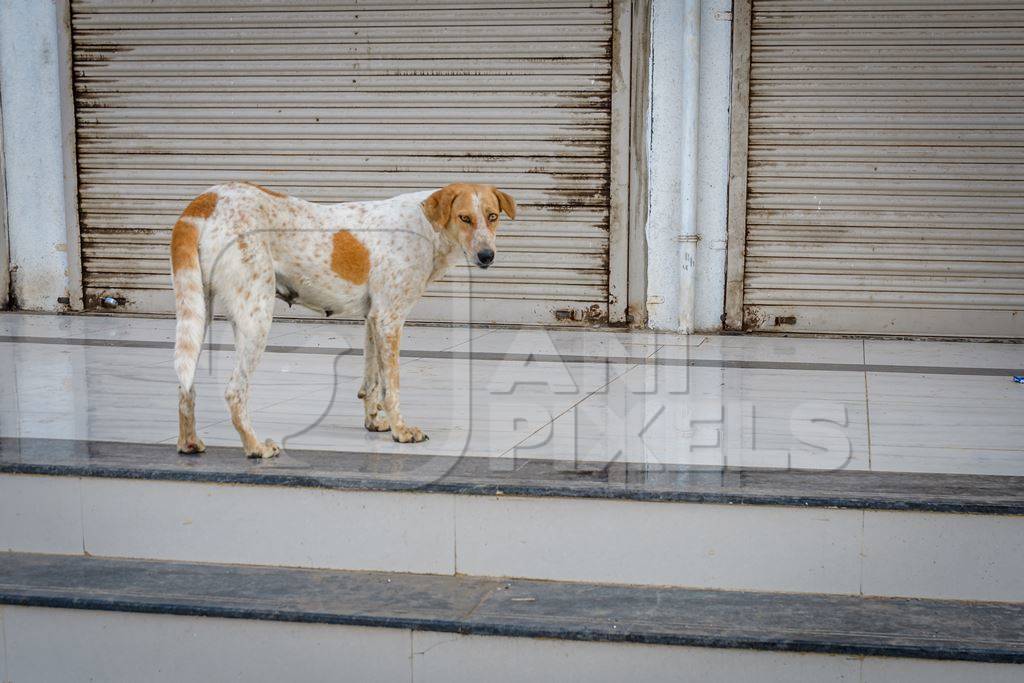 Indian street or stray dog on steps in the urban city of Pune, India