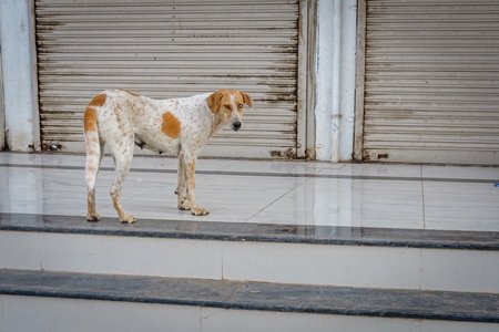 Indian street or stray dog on steps in the urban city of Pune, India