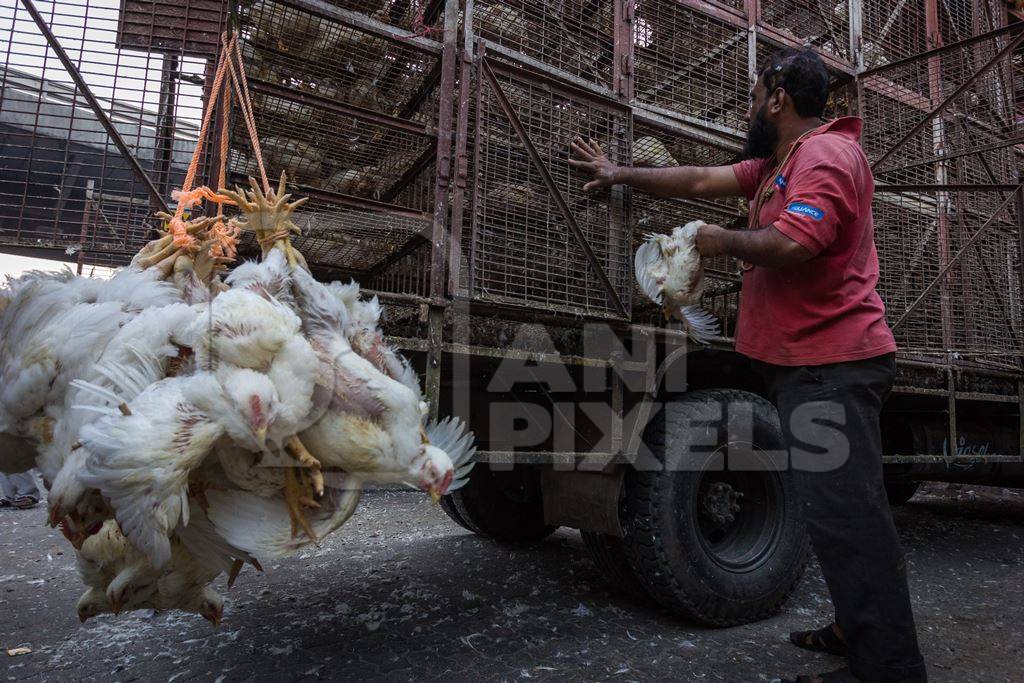 Broiler chickens raised for meat being unloaded from transport trucks near Crawford meat market