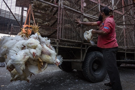 Broiler chickens raised for meat being unloaded from transport trucks near Crawford meat market