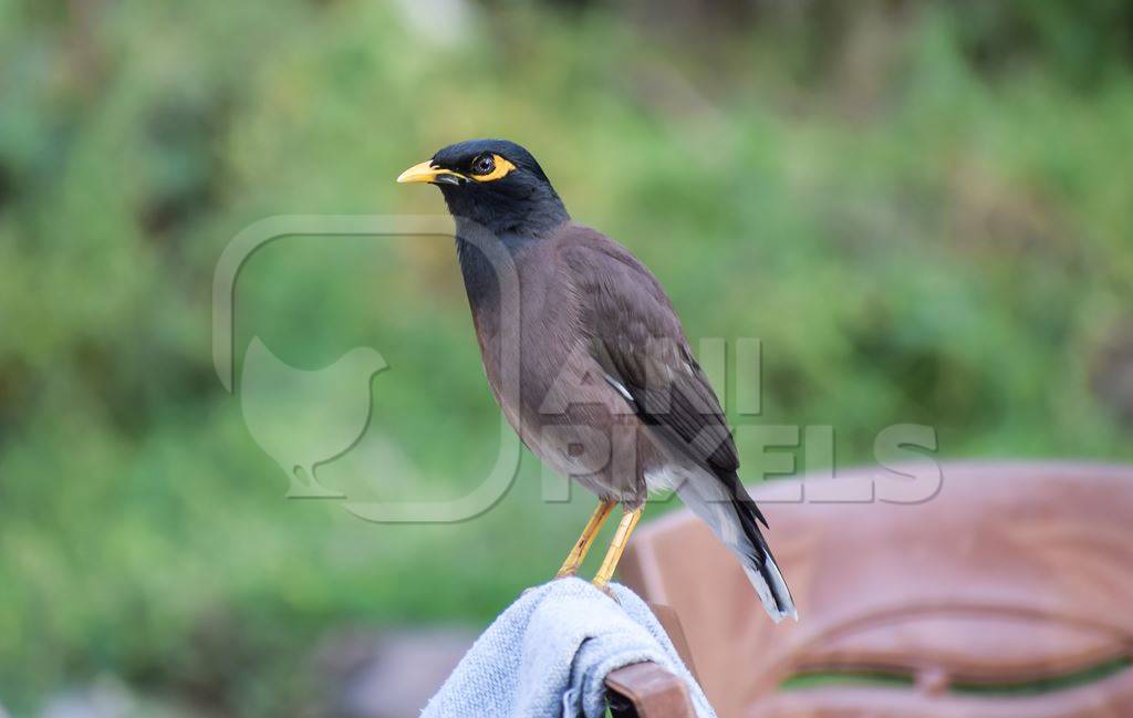 Photo of Indian myna bird, India