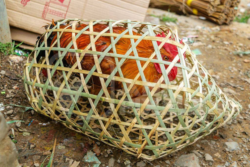 Chickens on sale in bamboo woven baskets in a  rural town