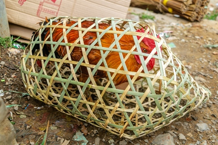 Chickens on sale in bamboo woven baskets in a  rural town