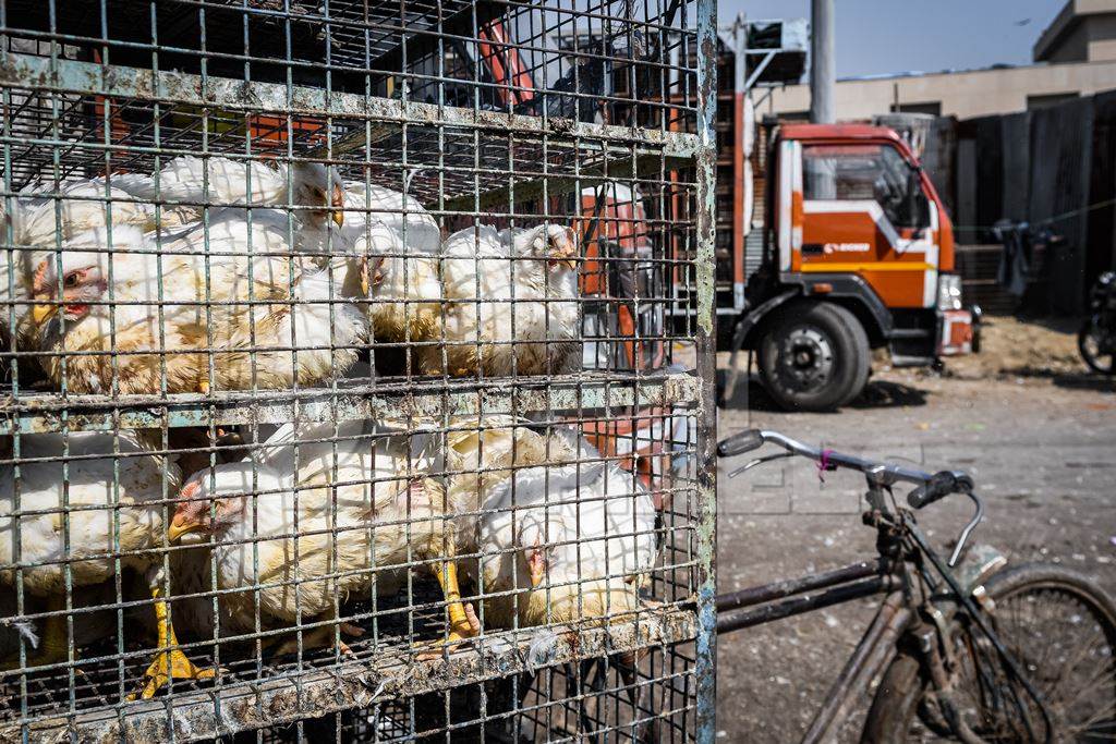 Indian broiler chickens on a tricycle chicken cart at Ghazipur murga mandi, Ghazipur, Delhi, India, 2022