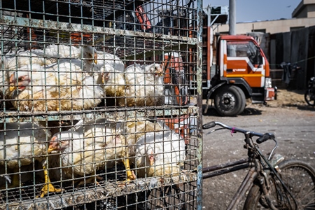 Indian broiler chickens on a tricycle chicken cart at Ghazipur murga mandi, Ghazipur, Delhi, India, 2022