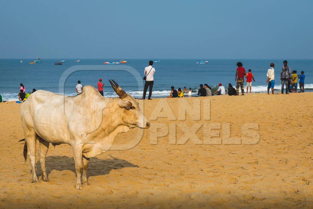 Street cow on beach in Goa in India