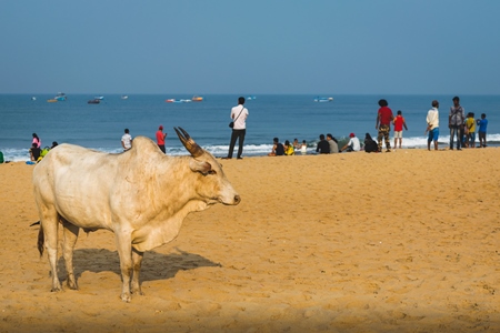 Street cow on beach in Goa in India