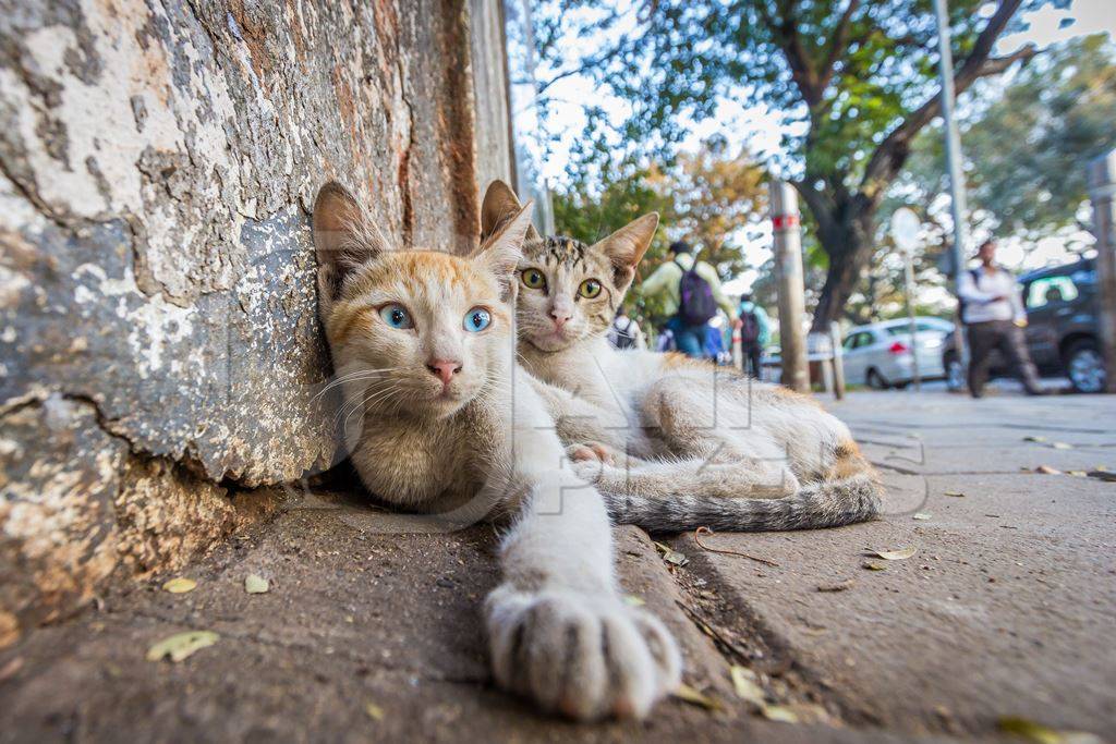 Two small cute kittens on the street in city of Mumbai, India