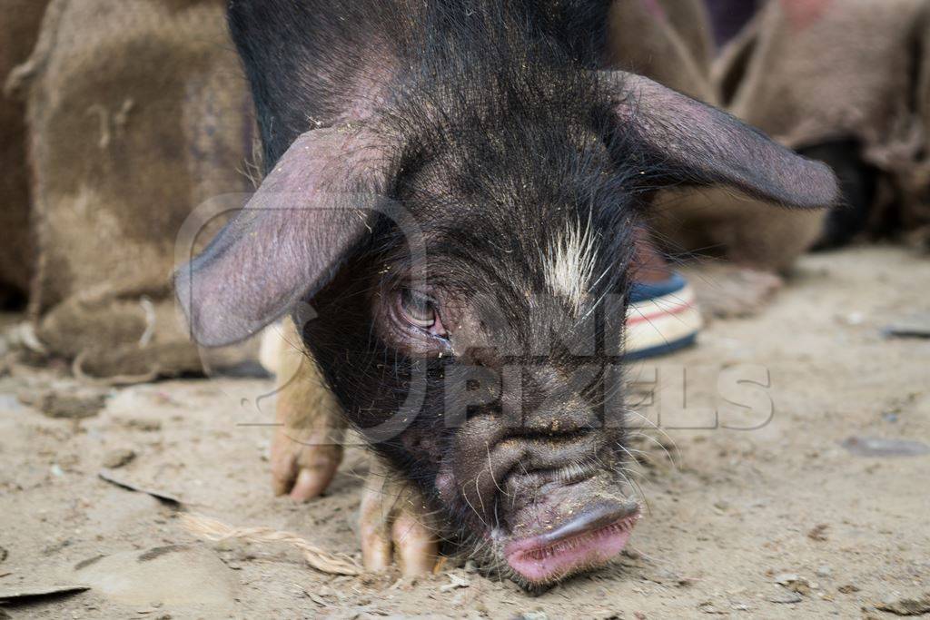 People holding pigs for sale for meat at the weekly animal market