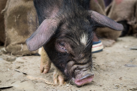 People holding pigs for sale for meat at the weekly animal market