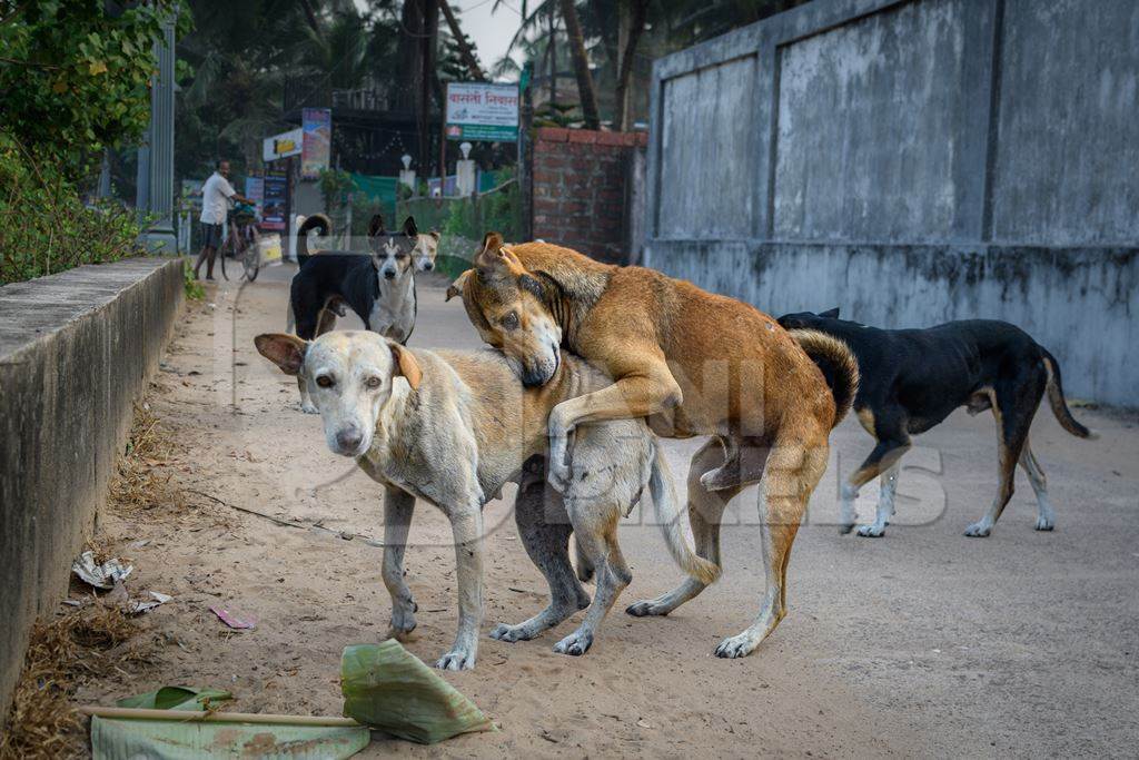Indian street dogs or stray pariah dogs mating, Malvan, India, 2022