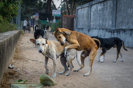 Indian street dogs or stray pariah dogs mating, Malvan, India, 2022