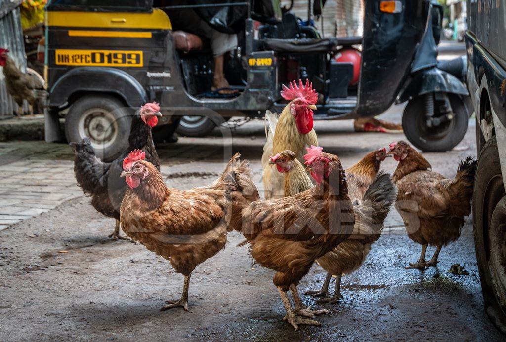 Flock of hens or chickens with rooster or cockerel on urban city street with auto rickshaw background