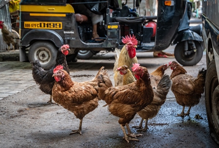 Flock of hens or chickens with rooster or cockerel on urban city street with auto rickshaw background