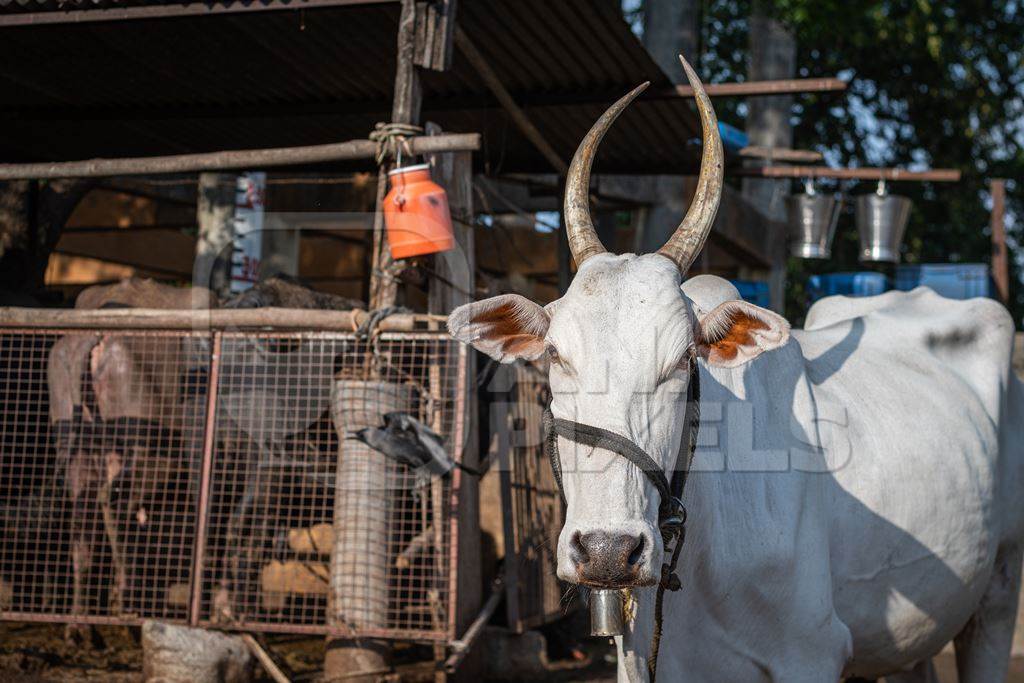 Indian dairy cow with horns tied up outside an urban Indian dairy farm or tabela in Pune, Maharashtra, India, 2021