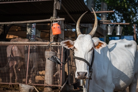 Indian dairy cow with horns tied up outside an urban Indian dairy farm or tabela in Pune, Maharashtra, India, 2021