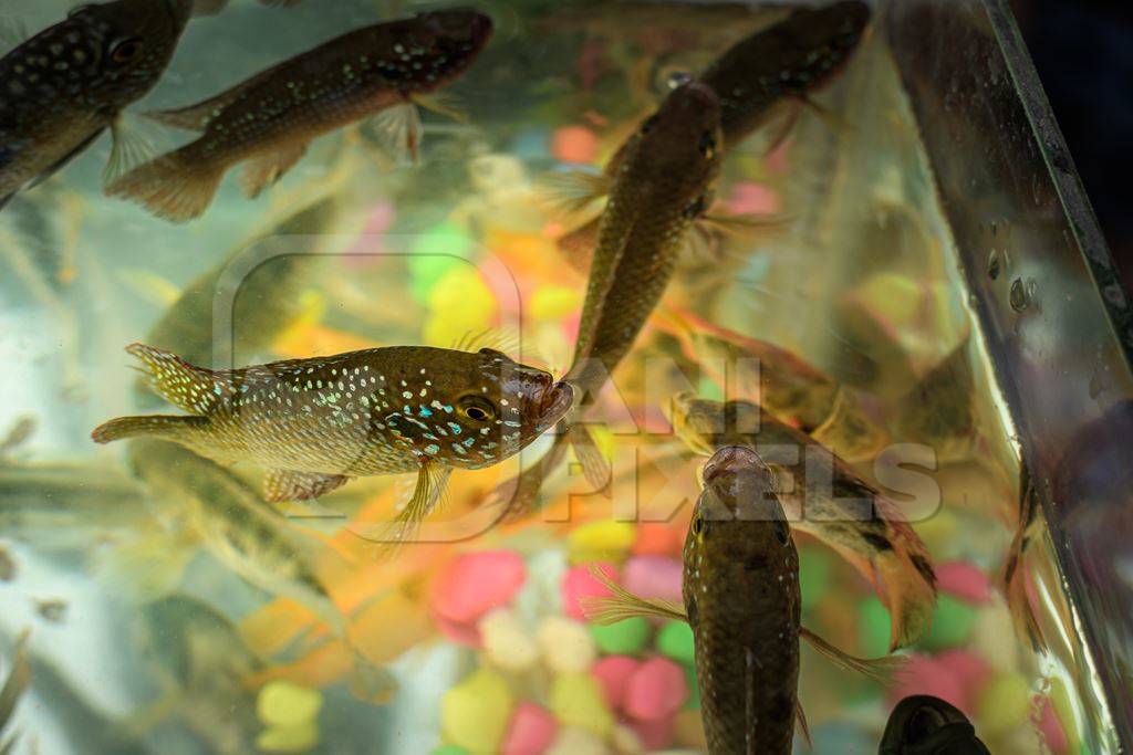 Aquarium fish in tanks on sale at Galiff Street pet market, Kolkata, India, 2022