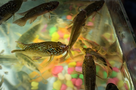 Aquarium fish in tanks on sale at Galiff Street pet market, Kolkata, India, 2022