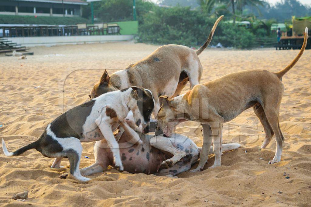 Stray street dogs and puppies playing on beach in Goa