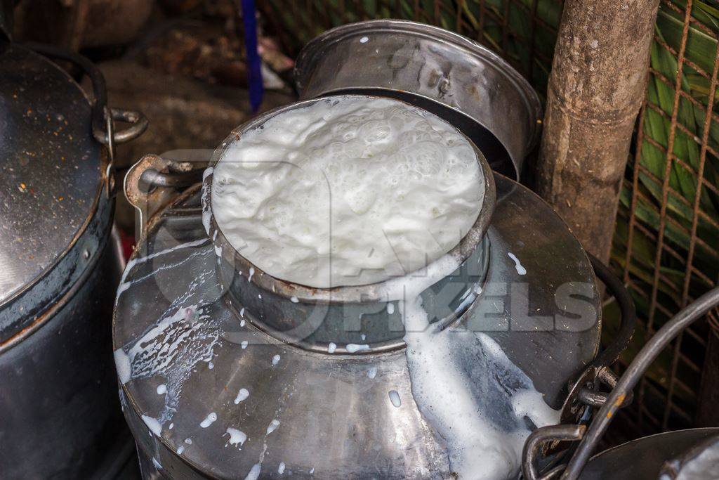 Man pouring dairy milk into a metal dairy can or bucket in an urban dairy in Pune in Maharashtra