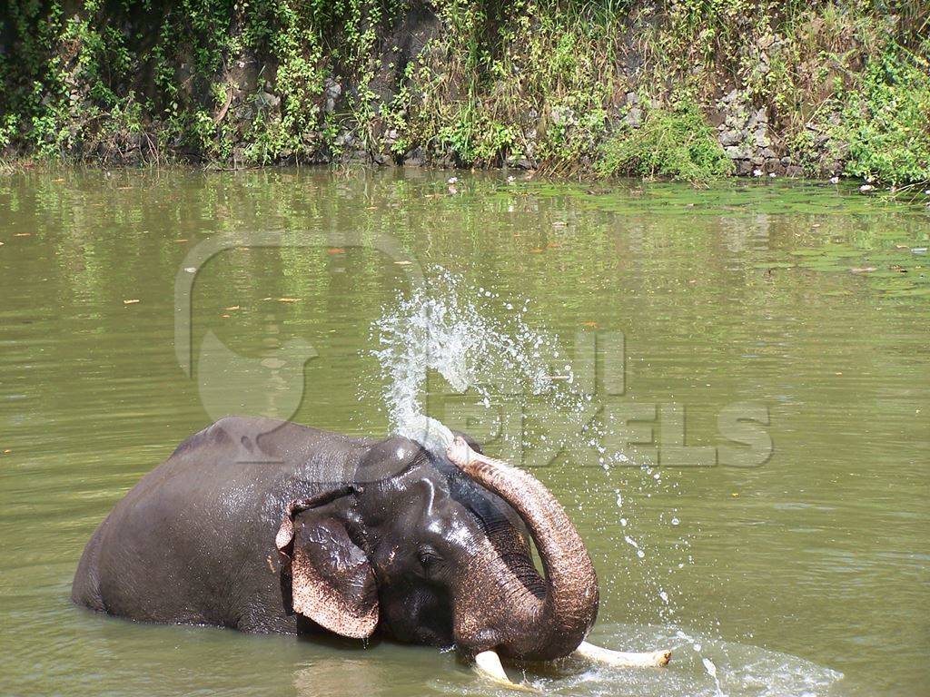 Elephant playing in river in Kerala