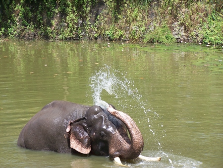 Elephant playing in river in Kerala